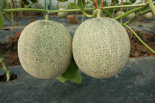 哈密瓜的根怎么吃才好吃,哈密瓜根的多样美味食用法揭秘