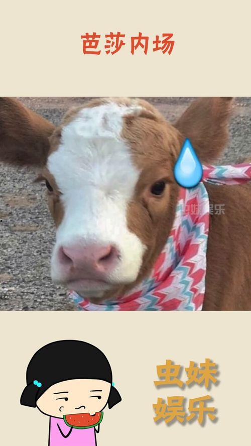 吃瓜抖音小猪,揭秘网络红人的幕后故事