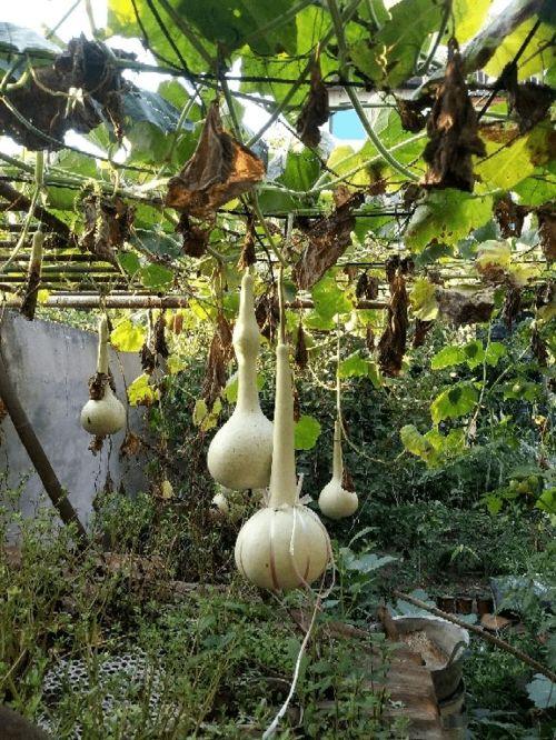 边吃边砍的瓜,共享丰收喜悦