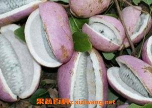 恩施凉亭吃瓜,夏日消暑吃瓜，体验民俗风情