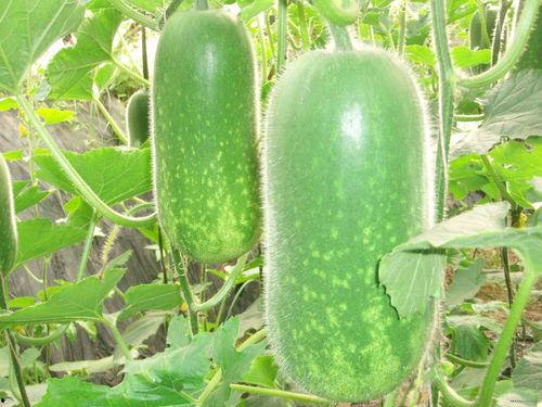 吃瓜身体乳,吃瓜身体乳，滋润肌肤，焕发活力