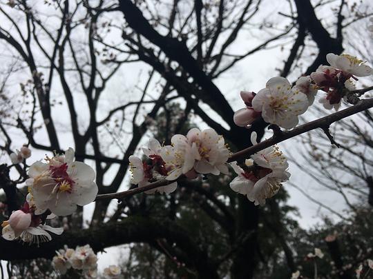 樱樱吃瓜,揭秘娱乐圈那些不为人知的幕后故事