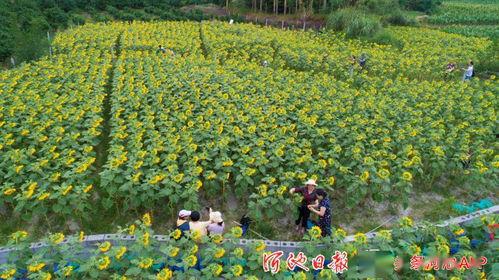 广西河池葵葵网红,魅力四溢的乡村新宠