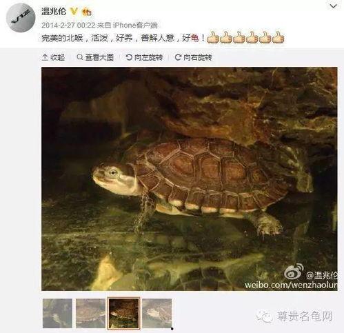 明星 养龟,揭秘明星们的宠物龟生活