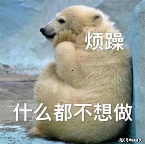 麻雀吃瓜表情包图片,趣味横生的动物喜剧瞬间