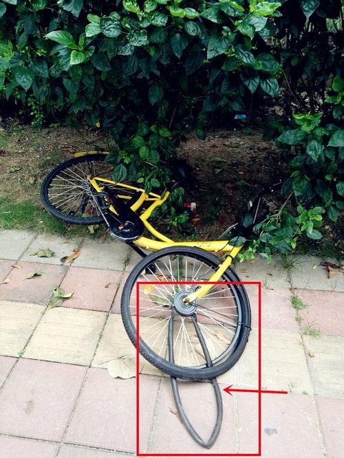 单车爆料视频网站入口,揭秘热门视频网站入口，畅享骑行乐趣