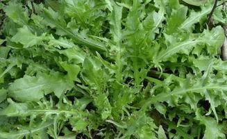 头条图库荠菜,探寻荠菜的独特风味